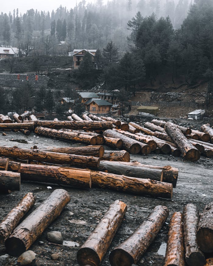 Wooden logs in a forest clearing in Gulmarg, showcasing rural landscape and misty weather.
